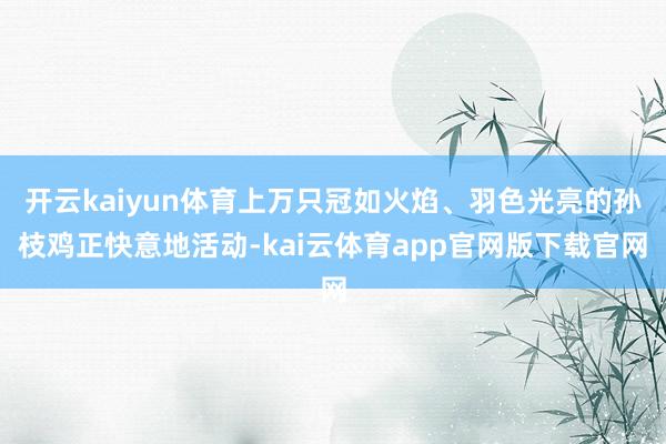 开云kaiyun体育上万只冠如火焰、羽色光亮的孙枝鸡正快意地活动-kai云体育app官网版下载官网